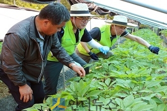 이한훈 강화농협 조합장(좌측 첫 번째)과 최인태 농축협지원총괄 부문장(가운데)이 20일 인천 강화군 인삼농가를 찾아 농촌 일손을 돕고 있다.