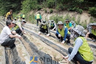 서기봉 농협생명 사장(가운데 파랑색 상의)을 비롯한 임직원 40여명이 지난 31일 ‘또 하나의 마을’ 결연을 맺은 도전리를 찾아 고구마를 심으며 일손을 돕고 있다.