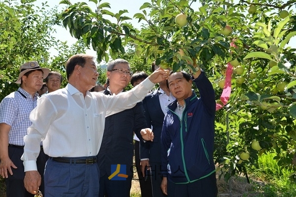 오병관 농협손보 대표(가운데)가 지난 1일 경상북도 문경시 소재 사과 농가를 방문해 폭염피해 현황을 직접 점검했다.