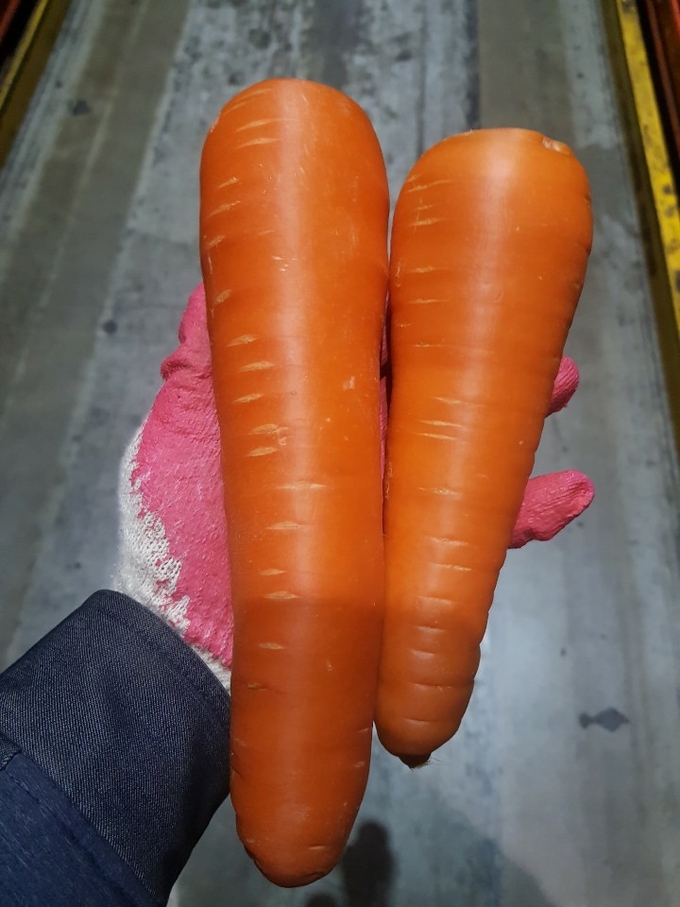 왼쪽이 중국산 당근, 오른쪽이 베트남산 당근이다. 중국산은 전체적으로 일정한 굵기라 재료 손실량이 적다. Photo @ CJ프레시웨이