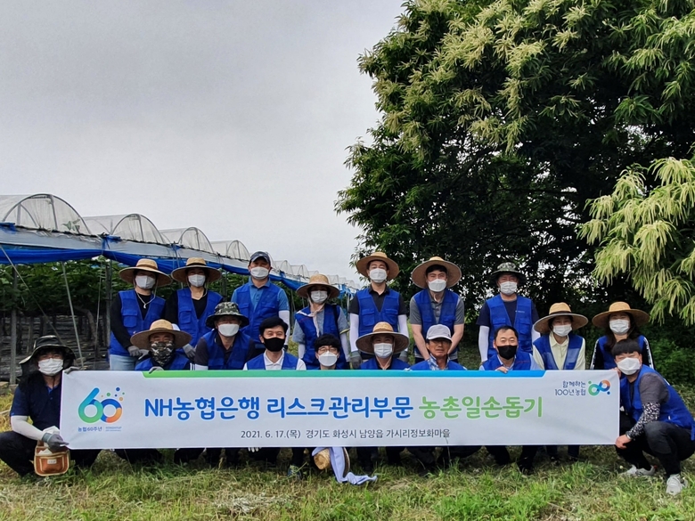 NH농협은행 리스크관리부문 직원들이 17일 경기도 화성시 관내 농가를 찾아 일손돕기를 실시했습니다. 사진ㅣNH농협은행