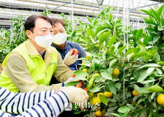 권준학 은행장(왼쪽)과 직원들이 경기 광주시 퇴촌면의 감귤 재배농가를 찾아 감귤 곁순제거 작업을 하고 있는 모습. 사진ㅣNH농협은행