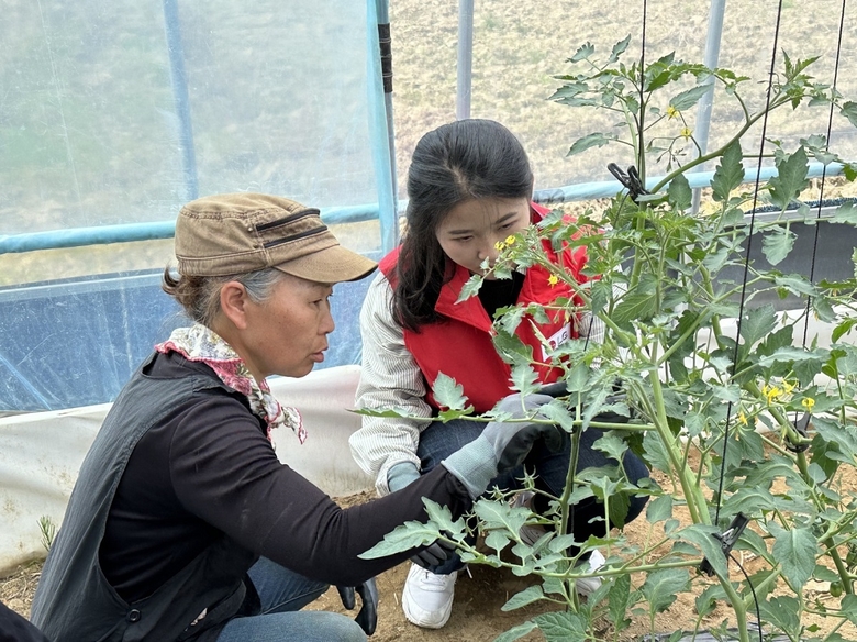 LG유플러스가 경기도 연천군 소재 토마토 재배 농과에서 '농촌 봉사활동'을 전개했다. 사진|LG유플러스