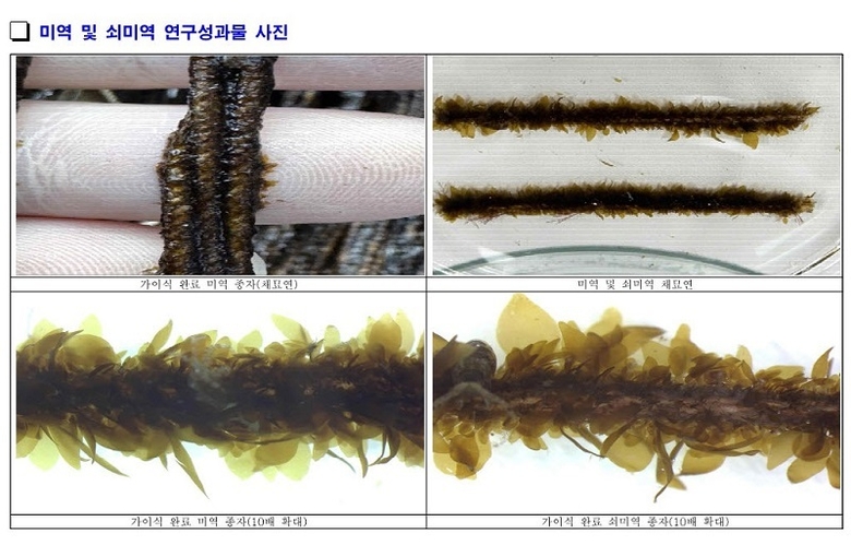 미역 및 쇠미역 연구성과물. 사진ㅣ기장군